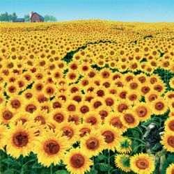 Sunflower meadow